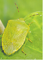 Die Grüne Reiswanze hat sich in den letzten Jahrzehnten in Deutschland stark vermehrt.