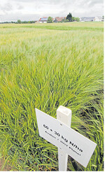 Im Südwesten vermehrte Sommergerste glänzt mit sehr hoher Keimfähigkeit. Saatgut der neuen Sorte Avalon ist aber knapp.