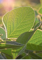 Im Jahr 2017 haben die Sojablätter viel Sonne abgekriegt.