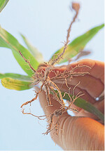 Auch kleine Maiskörner können einen guten Feldaufgang haben und große Pflanzen mit kräftigen Wurzeln hervorbringen.