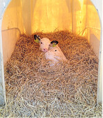 Erfüllt die Einstreu die Anforderungen des Nesting Score drei, können sich Kälber im Stroh eingraben.