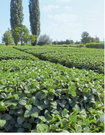 Die später reifenden 00-Sorten konnten ihr höheres Ertragspotenzial trockenheitsbedingt nur begrenzt ausschöpfen.