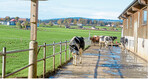 Drinnen fresssen, draußen Sonne tanken: Das EIP-Projekt Stallbau Rind" setzt auf eine strukturierte Umgebung für die Kühe. Das fördert das Tierwohl und senkt gleichzeitig Emissionen.