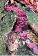 Fast wie ein Schal oder eine Stola wirkt dieser Baumpilz.