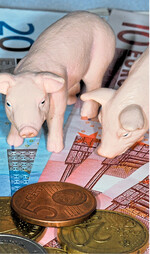 Die Ausfälle von Schlachttieren in Asien infolge der Afrikanischen Schweinepest stützen hierzulande den Ferkelmarkt.