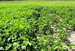 Am LSV-Standort in Bönnigheim liefen die Sojapflanzen nur lückig auf.