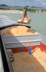 Die Preise für Mischfutter steigen seit der letzten Ernte. Regionale Eiweißträger aus Europa sind besonders knapp und teuer.