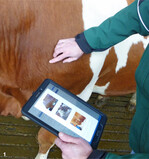 Wie sieht der Rumpf der Kühe aus? Passt der Vergleich mit den Beispielfotos oder gibt es Abweichungen?