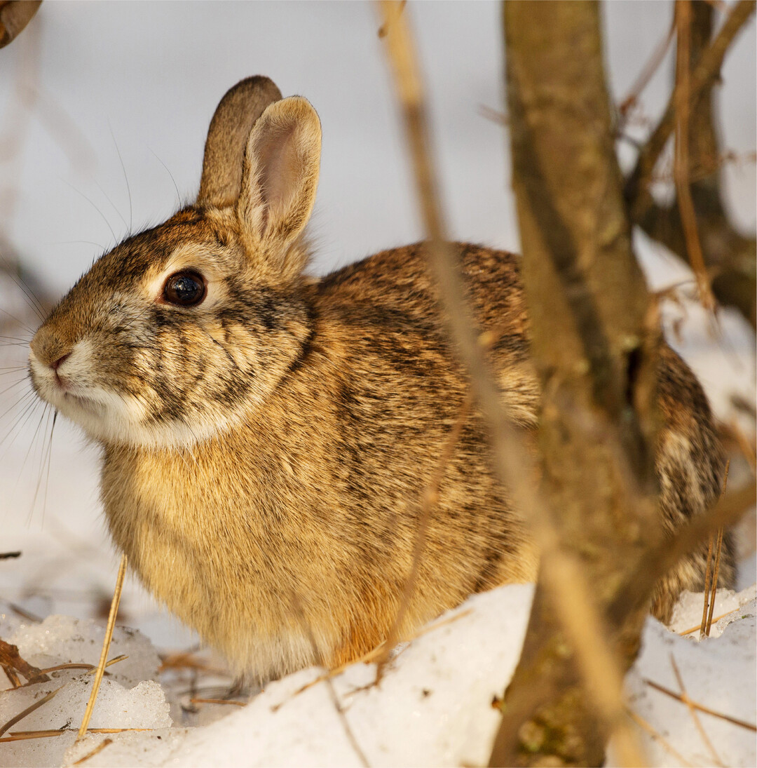 Giftkder gefhrden unsere heimische Tierwelt Aktuell erreichen die Stabsstelle fr Tierschutz Brgeranfragen mit Hinweisen auf eine Firma mit Sitz in den USA, welche ber einen Onlinehandel Produkte in Deutschland vertreibt. Die Firma bietet Giftkder und Vergrmungsprodukte fr Insekten, Weichtiere und Wirbeltiere aller Art an, darunter Reptilien und Sugetiere. Es ist davon auszugehen, dass ihr Gebrauch in sehr vielen Fllen gegen das Tierschutzgesetz verstt. Einige der dort genannten Tiere unterliegen dem Jagdrecht, stehen unter Artenschutz oder sind sogar vom Aussterben bedroht. So werden unter den Zieltierarten beispielsweise Fchse, Wildschweine oder Kaninchen aufgefhrt (Jagdrecht). Gem dem Tierschutzgesetz ist es verboten, zum Fangen, Fernhalten oder Verscheuchen von Wirbeltieren Vorrichtungen oder Stoffe anzuwenden, wenn damit die Gefahr vermeidbarer Schmerzen, Leiden oder Schden fr Wirbeltiere verbunden ist. Wer dagegen verstt, begeht eine Ordnungswidrigkeit, die mit einem Bugeld geahndet werden kann. Wer ein Wirbeltier vorstzlich und ohne vernnftigen Grund ttet, begeht eine Straftat. „Bedauerlicherweise wird die Herstellung und der Verkauf tierschutzwidriger Produkte immer noch als zulssig angesehen. Ebenso ist der Erwerb dieser Produkte nicht ausdrcklich verboten, was dem Kufer die Legalitt der Anwendung suggeriert", so die Landestierschutzbeauftragte Dr. Julia Stubenbord. Bereits das bloe Auslegen eines Giftkders – auch wenn noch kein Tier diesen aufgenommen hat – wird gem Tierschutzgesetz als eine Anwendung eingeordnet und ist bei Zuwiderhandlung mit einem Bugeld belegt. Kommt dabei ein Wirbeltier zu Tode, stellt die Handlung sogar einen Straftatbestand dar. Zu diesen Verboten gibt es nur eine nennenswerte Ausnahme: „Schdlinge", darunter fallen unter anderem Ratten, drfen von Privatpersonen im eigenen huslichen Bereich oder durch Schdlingsbekmpfer mit Gift gettet werden. Aus der Anwendungsbeschreibung der Kder ging hervor, dass manche Substanzen als Teig zubereitet, andere als Futter verstreut werden sollten. Sollte doch seit Anfang des Jahres etwas in den Handel geraten sein, rt die Stabsstelle bei verdchtigen Kdern, diese unter Einhaltung eigener Schutzmanahmen zu entfernen und die Polizei zu informieren.