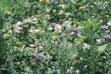 Zwischenfrüchte im Weleda Kräutergarten.