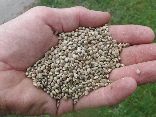 Die reifen Samen müssen getrocknet und gereinigt werden, bevor man sie presst.