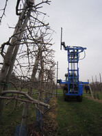 ie Umstellung auf eine Fruchtwand erfolgt mit einem maschinellen Winterschnitt.