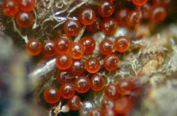 Wintereier der Roten Spinne  ein Warnhinweis auf den Schdling.