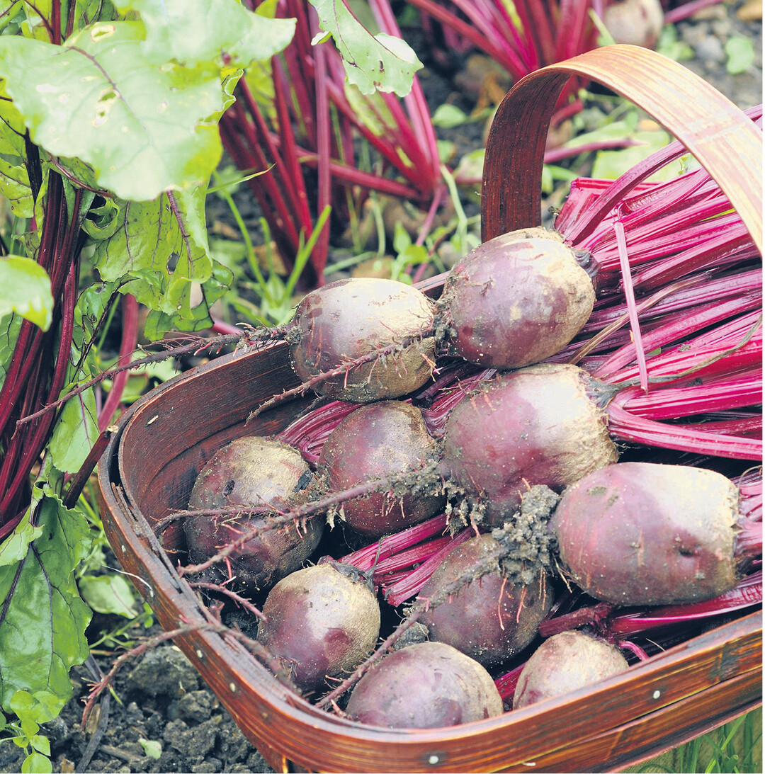 Rote Bete haben jetzt Saison. Der rote Saft aus den Knollen hat eine leicht blutdrucksenkende Wirkung. Und die Blätter enthalten ein Mehrfaches an Calcium, Eisen und Magnesium sowie an den Vitaminen C, A und K als die Knolle. Die Blätter lassen sich wie Spinat zubereiten oder Eintöpfen und Suppen zugeben. Tipp: Küchenhandschuhe anziehen beim Verarbeiten der Knollen. Foto: imago/imagebroker
