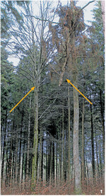 Die Baumbeurteilung zeigt: Weil sich der Stamm teilt, besteht die Krone aus drei fast gleich großen Stammteilen. In der möglichen Fällschneise hängt eine abgebrochene Fichtenkrone.