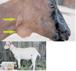 An PseudoTb erkrankte Tiere erkennt man an den häufig sehr großen unter der Haut liegenden Abszessen, besonders an den hierfür typischen Körperregionen, wie auf dem linken Bild zu sehen.