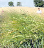 Heimische Sommergersten-Vermehrungen glänzen in der Anerkennung.