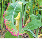 Verfärbte Rapsblätter deuten auf das Wasserrübenvergilbungsvirus hin.