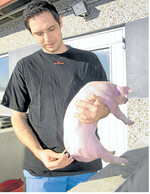 „So sollte ein Ferkelschwanz aussehen. Rosafarben, gut durchblutet und ohne Nekrosen", erläutert Martin Stodal. Derzeit testet der Ferkelerzeuger mögliche genetische Einflüsse auf das Schwanzbeißen.