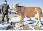 Die Fleckvieh-Spitzenjungkuh stellte die Familie Haag aus Sulzbach/Murr-Berwinkel.