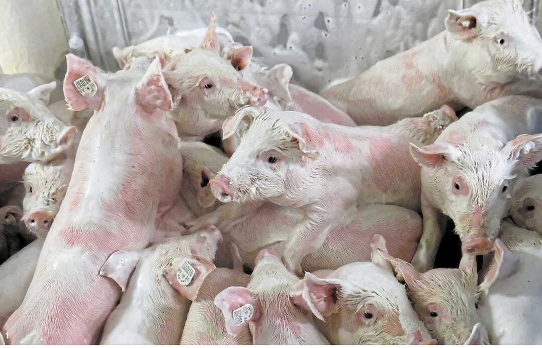 Das Schaumbad vor dem Umzug ins Flatdeck nehmen die vier Wochen alten Ferkel gelassen hin. Das Waschmittel ist mild und reizt die Schleimhäute nicht.