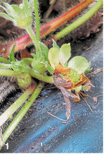 Starker Botrytis-Befall bereits Mitte März, sogenannte Stockfäule.