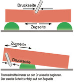 Druck- und Zugverhältnisse am Stamm