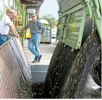 Wer Raps verkaufen will, muss auf kurzfristige Preissprünge hoffen. Denn ein starker Euro und der Preisdruck bei Pflanzenölen halten den Markt in Schach.