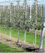 Neupflanzung im dritten Nachbau: Eine Vielzahl an Maßnahmen, darunter die flächige Ausbringung von Kompost und die Abdeckung des Pflanzstreifens, sorgen für vitale Bäume.