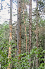 Die Wiederherstellung von stabilen, naturnahen Laub- und Mischwäldern nach Schadereignissen wie etwa Borkenkäferbefall (1) oder Eschentriebsterben (2) werden in nächster Zeit einen Förderschwerpunkt bilden.