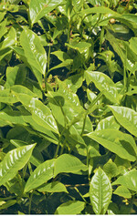 Aus den Blättern des immergrünen Teestrauchs werden je nach Herstellungsverfahren der grüne und der schwarze Tee gewonnen.