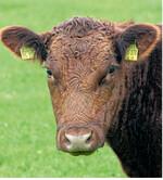 Was bei Rindern seit sechs Jahren läuft, gilt jetzt auch bei Schweinen: Für die amtlichen Preise wurden die Meldegebiete zusammengelegt.