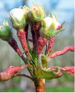 Bei hohem Befallsdruck und verspäteter Behandlung kann die Birnenpockenmilbe Fruchtschäden hervorrufen.