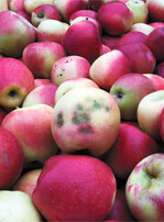 Apfel mit Stippe: Ursache dieser physiologischen Erkrankung ist Calciummangel, der wiederum durch ein Überangebot von Kalium hervorgerufen oder verstärkt werden kann.