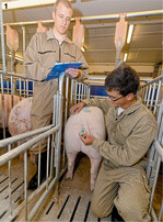 Die Körpertemperatur liefert wichtige Hinweise für den Gesundheitszustand.