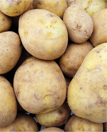 Die Knollen müssen frei von Bohrgängen des Drahtwurms sein.