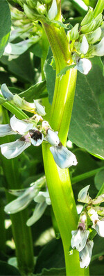 Grundlage hoher Ackerbohnen-Erträge ist eine gelungene Aussaat.
