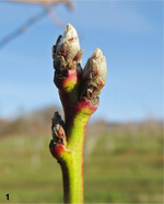 Ab dem Knospenschwellen droht bei Pfirsich Befallsgefahr durch Kräuselkrankheit.