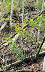 Wind- und Schneebruch haben in den vergangenen Jahren zugenommen.