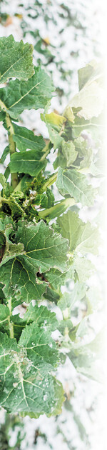 Aufgrund seines zeitigen Vegetationsbeginns benötigt Winterraps früh eine sichere N-Versorgung.