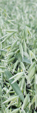 Hafer im Landessortenversuch am Standort Boxberg.