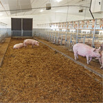 Im Deckstall stehen jeder Sau fünf m² zur Verfügung.