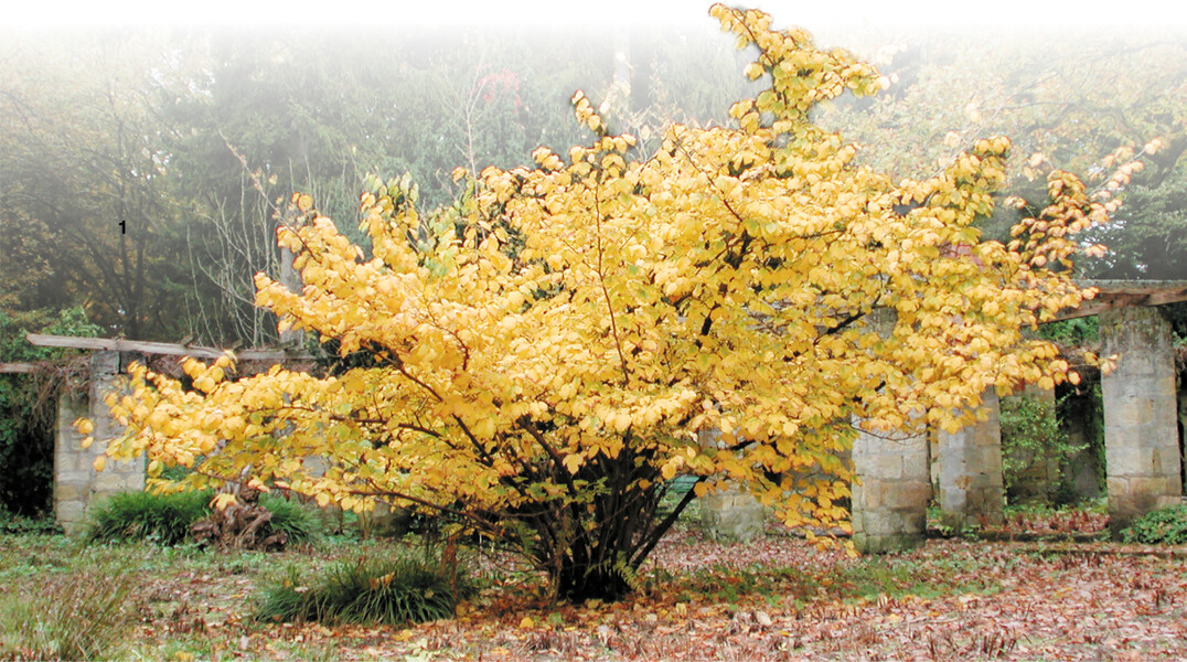 Hamamelis wachsen langsam, können aber sehr ausladend werden.