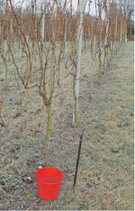 Für eine gezielte Düngung der Grundnährstoffe muss der Nährstoffgehalt im Boden durch eine Bodenuntersuchung ermittelt werden.