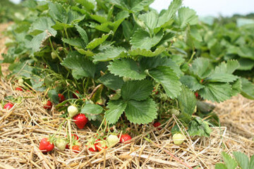 Nicht immer reifen Erdbeeren in der gewnschten Qualitt heran. Klagen ber Fulnisprobleme, vor allem in verfrhten Bestnden, mehren sich. 