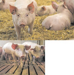 Markenfleischprogramme versprechen höhere Auszahlungspreise für die so gehaltenen Mastschweine. Doch die Anforderungen für Biofleischerzeuger sind hoch. Je nach Qualitätsfleischprogramm muss der Stall mit erheblichem Aufwand umgebaut werden, sind planbefestigte Flächen mit Minimaleinstreu oder sogar Langstroh vorgeschrieben. Vollspaltenbodenställe, die umgenutzt werden sollen, erfordern wegen des dann höheren Platzbedarfes häufig den Anbau eines Auslaufes.