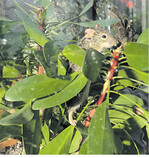 Eine Striemengrasmaus sucht an den Blüten einer Protea nach Futter und hilft so bei der Bestäubung.