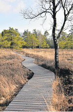 Nebelig, nass und geheimnisumwoben sind Moore in der Vorstellung der Menschen. In der Tat kann man sich in Raum und Zeit verlieren, wenn man zu einem Moorspaziergang aufbricht.