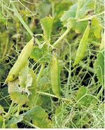 Erbsen habe eine geringere Konkurrenzkraft gegenüber Unkäutern. Eine mechanischen Behandlung ist deswegen schwierig.