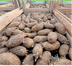 Pflanzfertige Kartoffeln. Schrumpelknollen beeinträchtigen kaum das Keimverhalten.